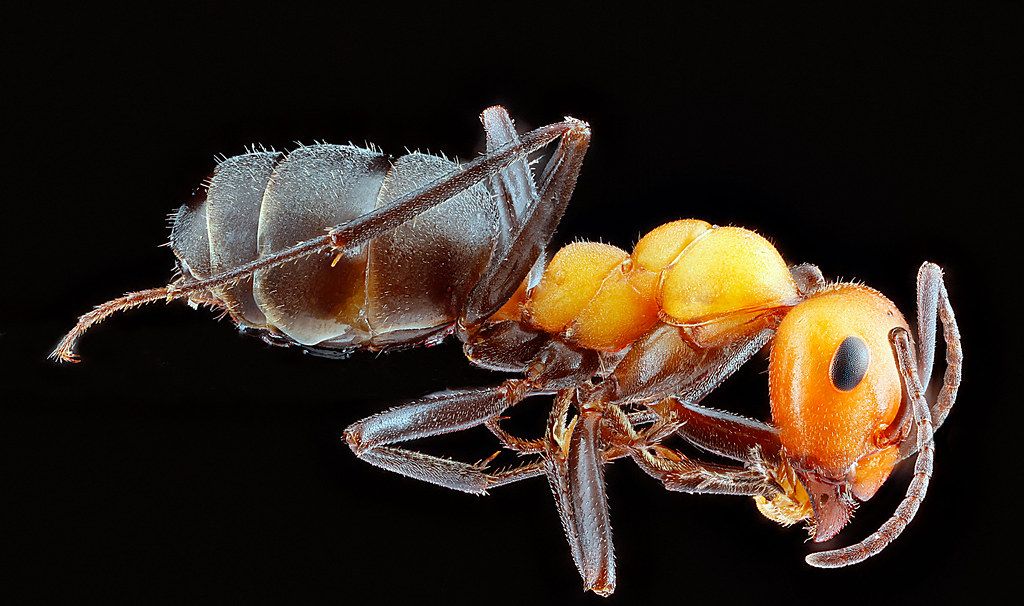Ant Control service in Reading, PA
