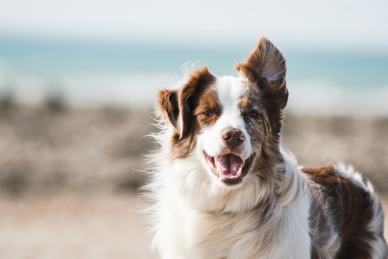 Flea & Tick Control service in Reading, PA