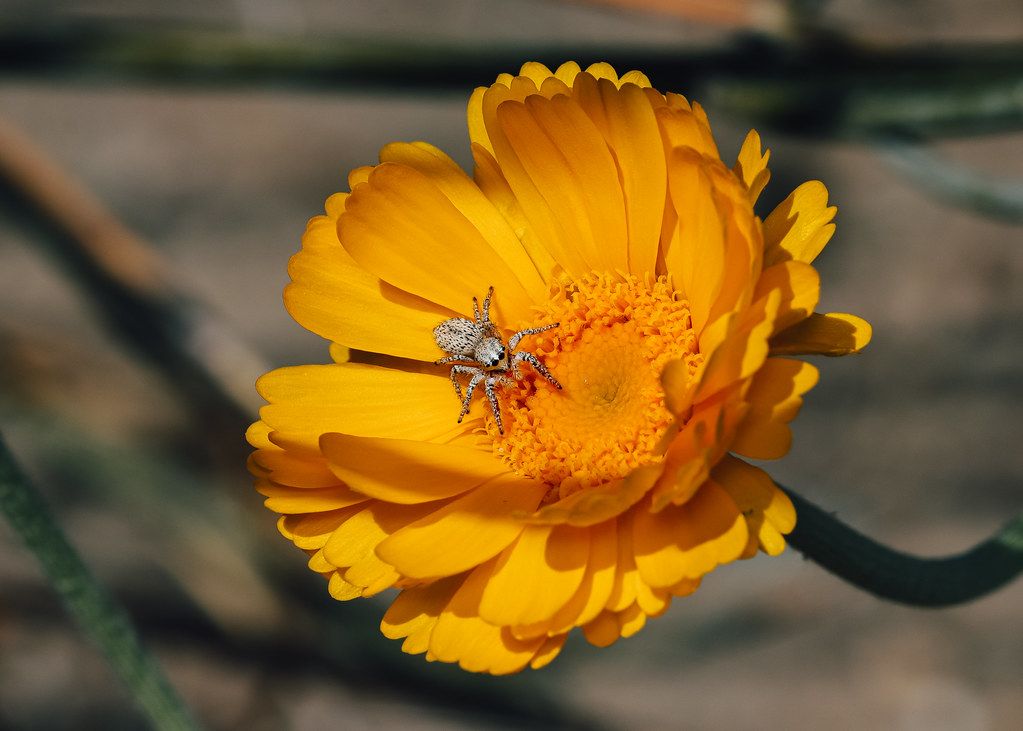 Spider Control service in Reading, PA
